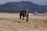 AMSTAFF  PUPPIES 135